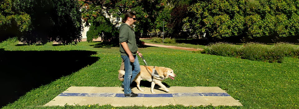 Test du CAU-mobility par une personne aveugle avec chien guide Une personne aveugle avec son chien guide marche sur le CAU-mobility installé sur l’herbe